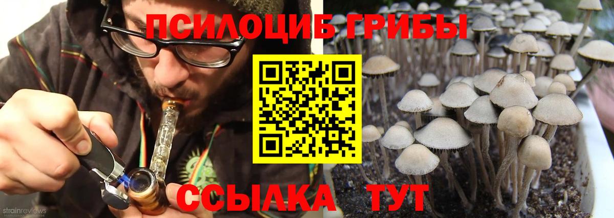 Мценск  Галлюциногенные грибы Psilocybine cubensis  Вход с VPN 